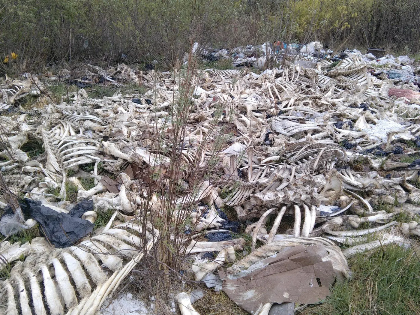 The Devil's Cemetery — 3