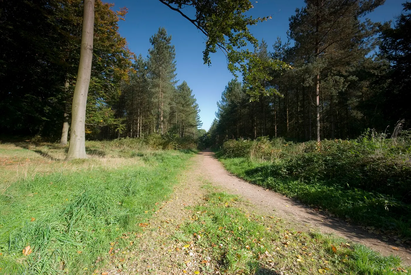 Cannock Chase