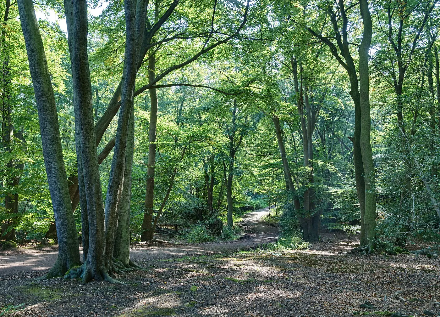 Epping Forest