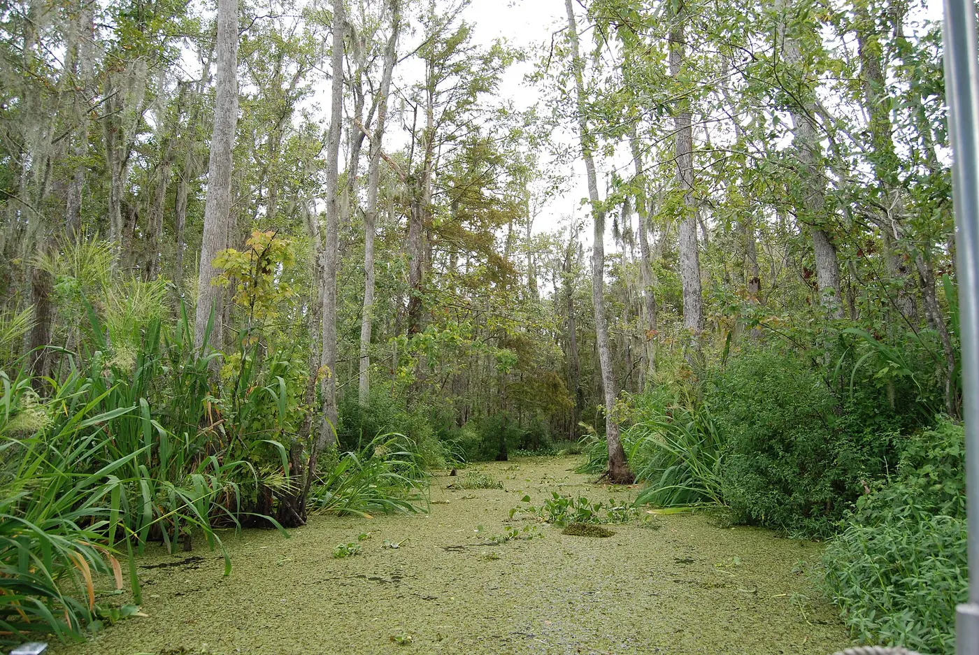 Honey Island Swamp and Its Monster — 2