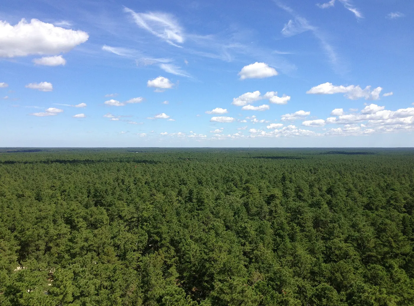 The Pine Barrens and the Jersey Devil