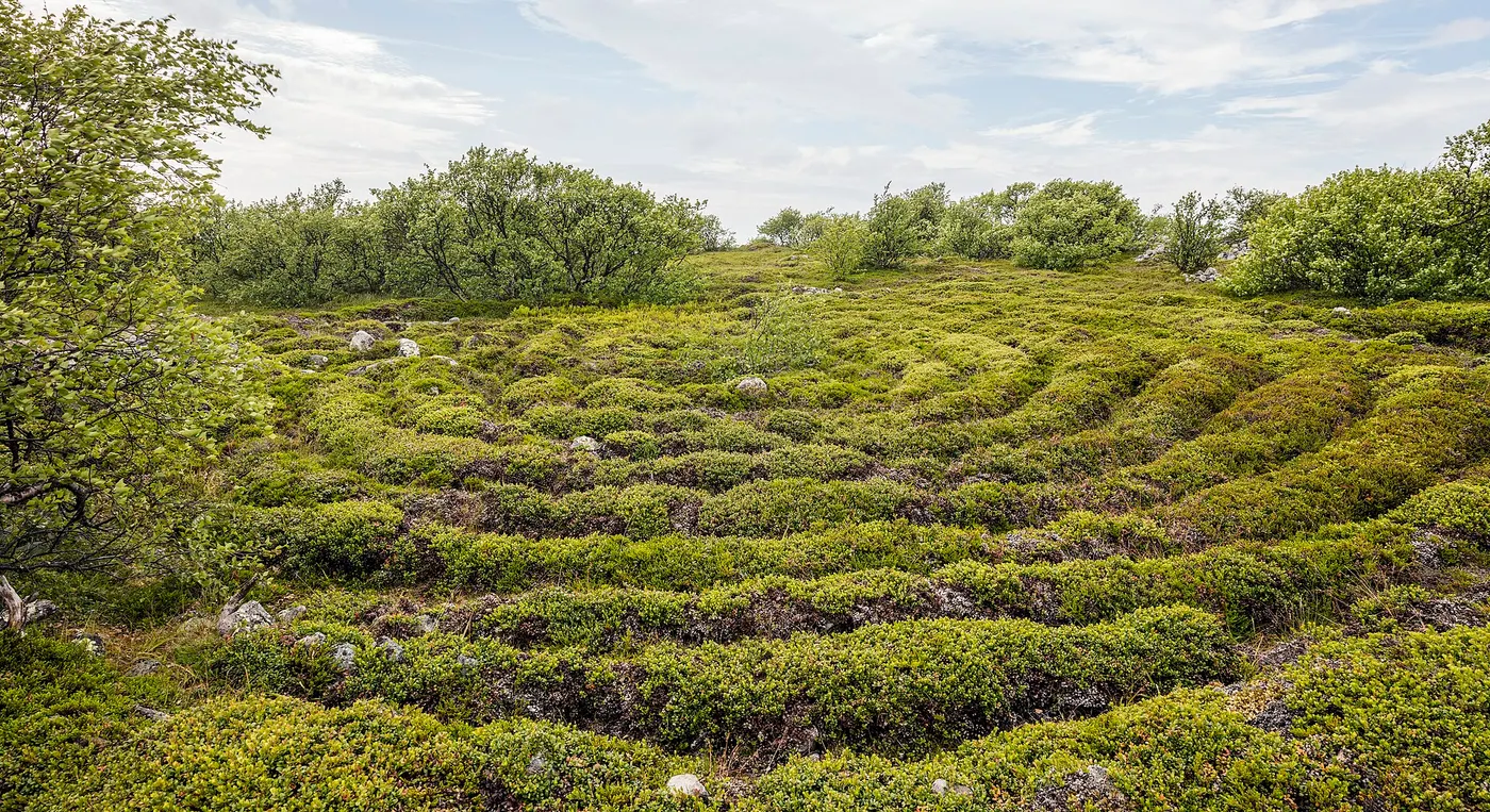 The Solovetsky Labyrinths